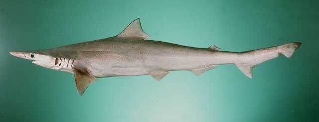 Scoliodon laticaudus