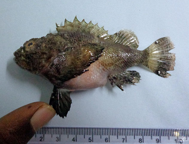 Scorpaenopsis macrochir