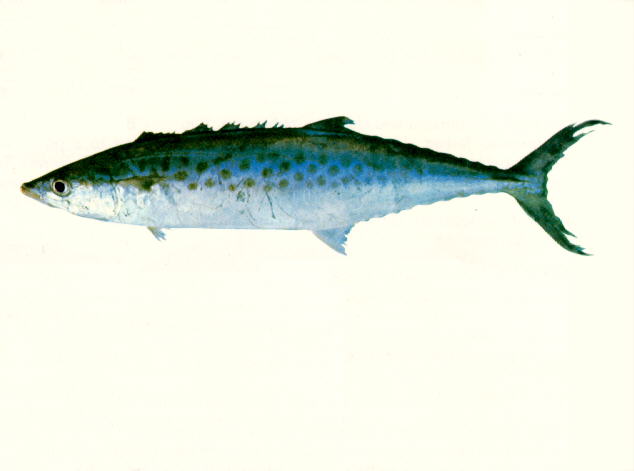 Scomberomorus munroi