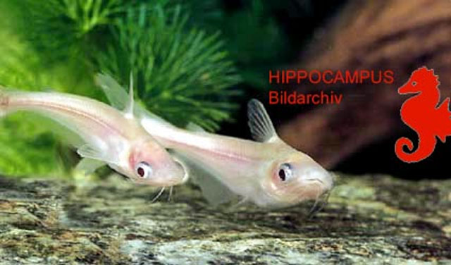 Schilbe mystus