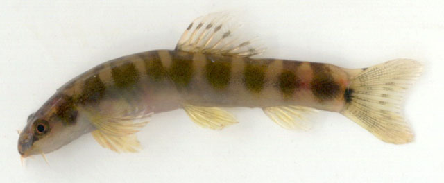 Schistura nagodiensis