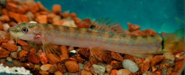 Schistura notostigma