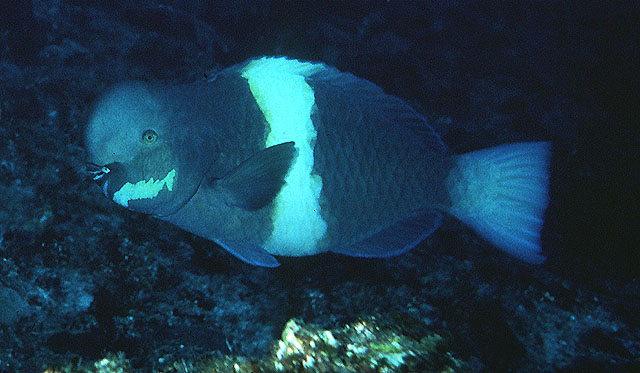 Scarus obishime