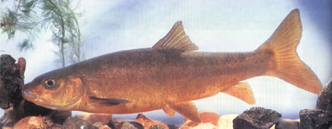 Schizothorax parvus