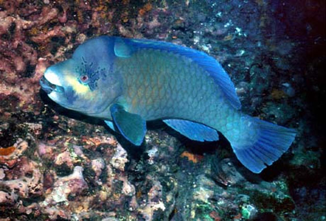 Scarus perrico
