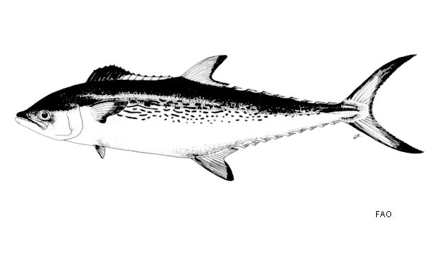Scomberomorus plurilineatus