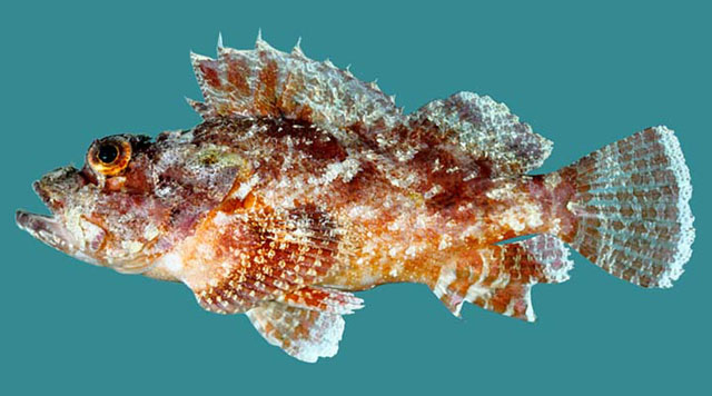 Scorpaenopsis possi