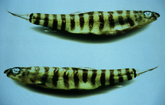 Schistura rendahli
