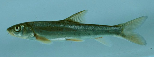 Schizothorax richardsonii