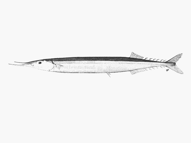Scomberesox scombroides