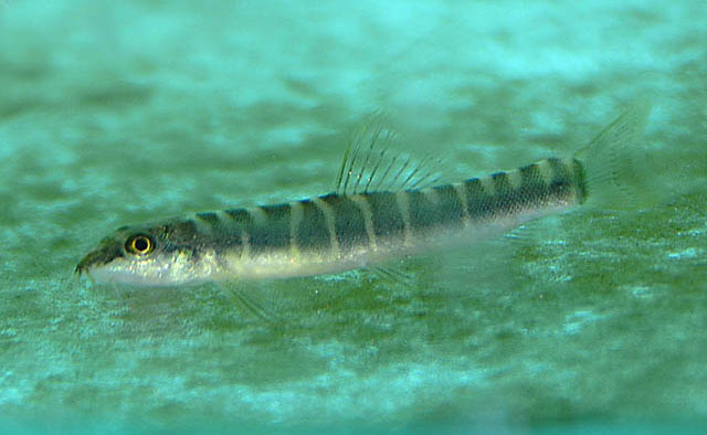 Schistura savona
