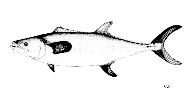 Scomberomorus sinensis
