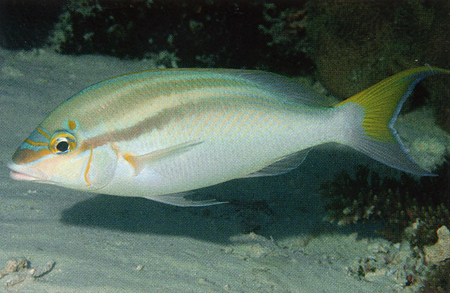Scolopsis temporalis