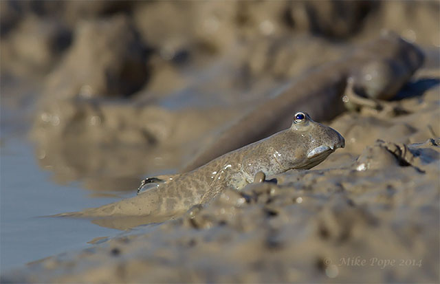 Scartelaos tenuis