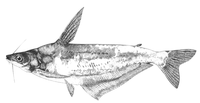 Schilbe tumbanus