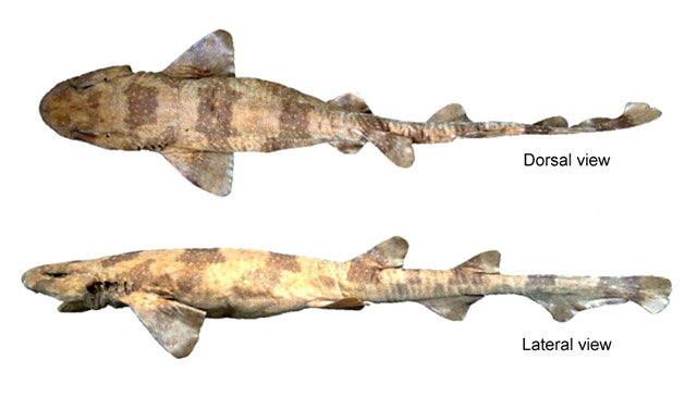Scyliorhinus ugoi