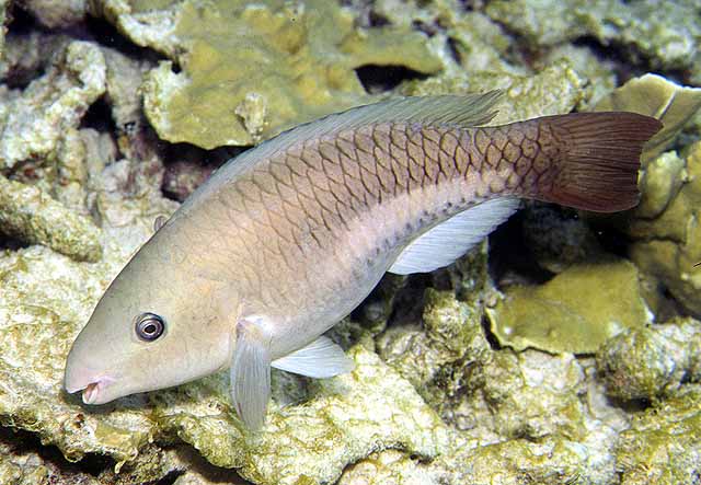 Scarus vetula