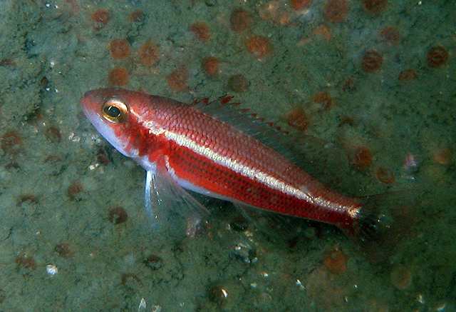 Serranus aliceae