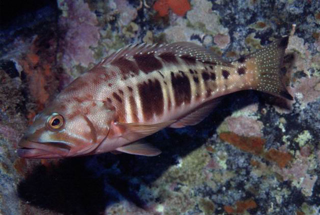 Serranus atricauda