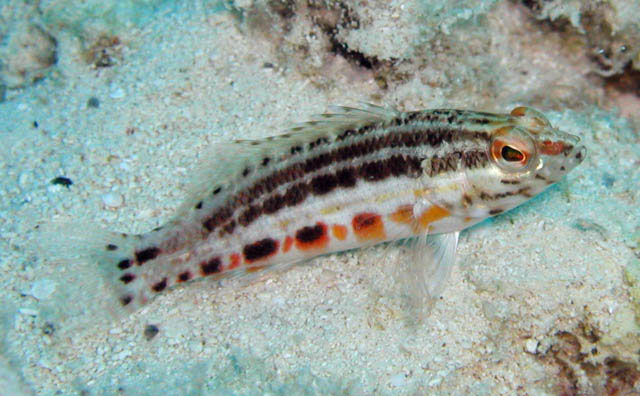 Serranus baldwini
