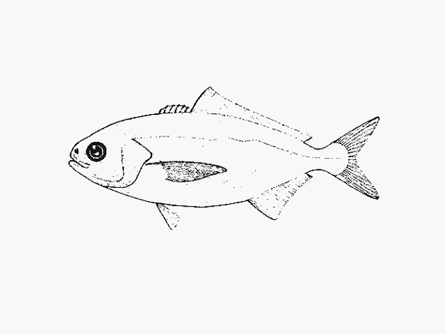 Seriolella caerulea