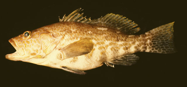 Paralabrax dewegeri