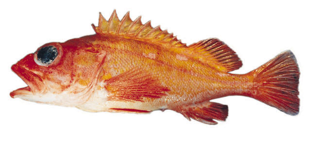 Sebastes helvomaculatus