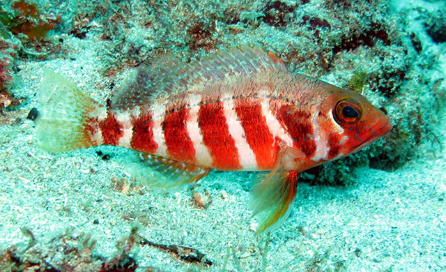 Serranus heterurus