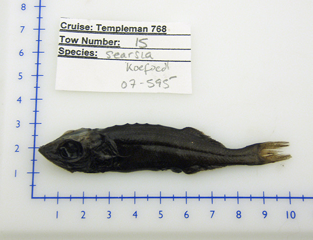 Searsia koefoedi