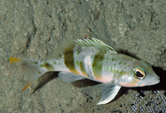 Serranus notospilus