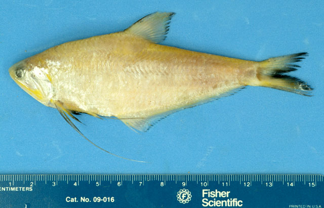 Setipinna paxtoni
