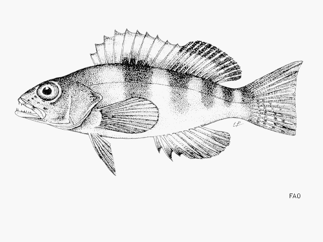 Serranus sanctaehelenae