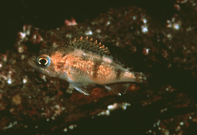 Sebastes semicinctus