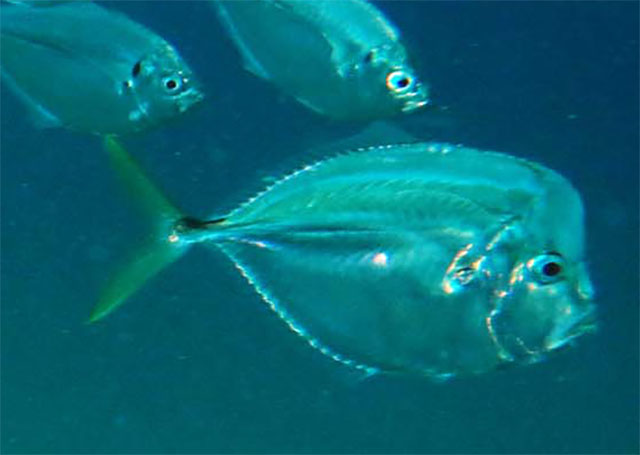 Selene setapinnis