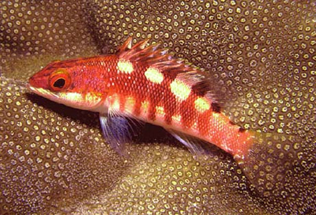 Serranus socorroensis