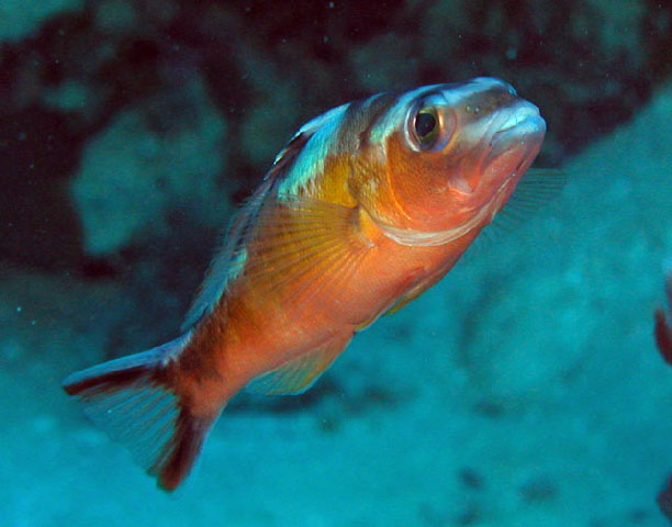 Serranus tabacarius