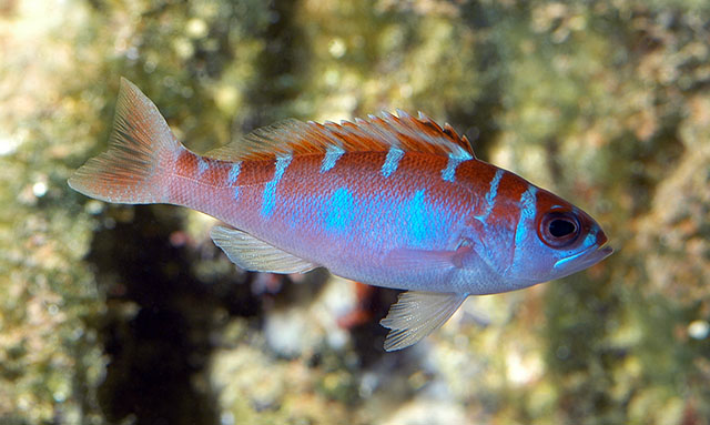 Serranus tortugarum
