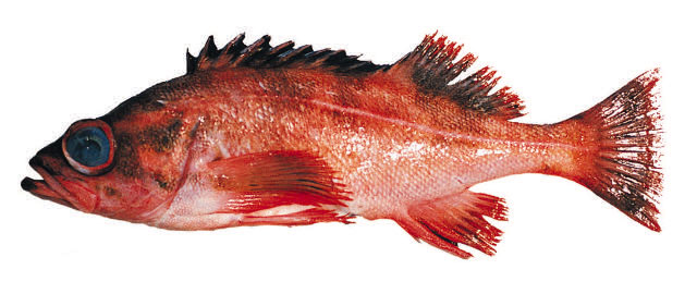 Sebastes variegatus