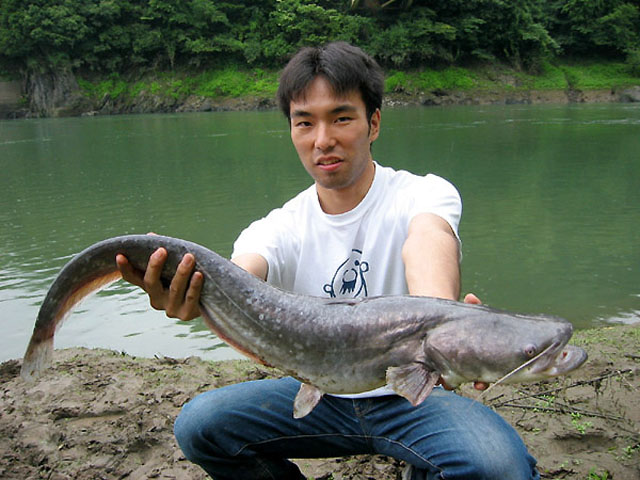 Silurus biwaensis