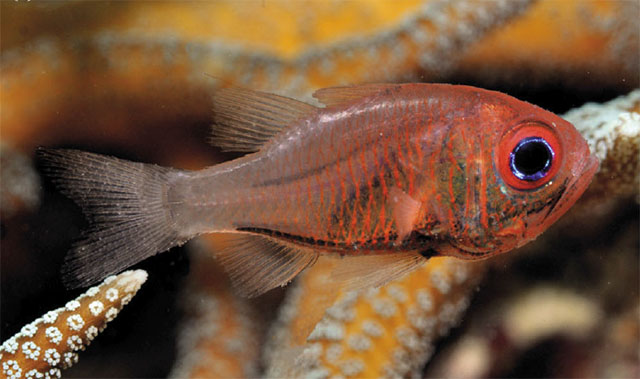 Siphamia fistulosa