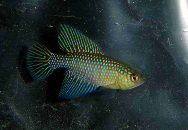 Hypsolebias fulminantis