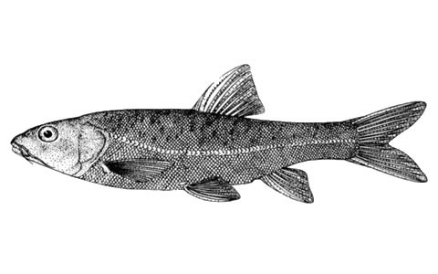 Sinocyclocheilus grahami