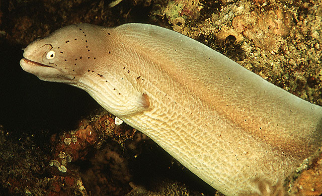 Gymnothorax griseus