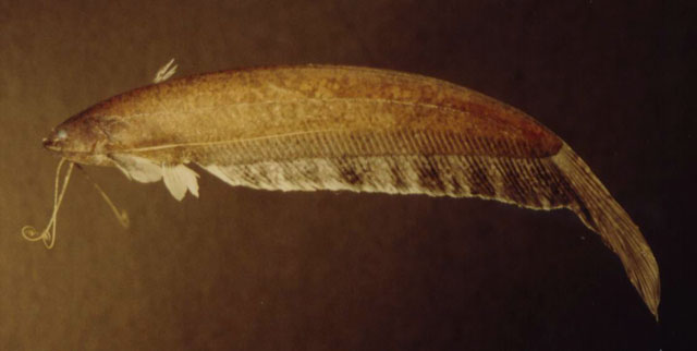 Silurichthys indragiriensis