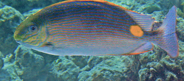 Siganus insomnis