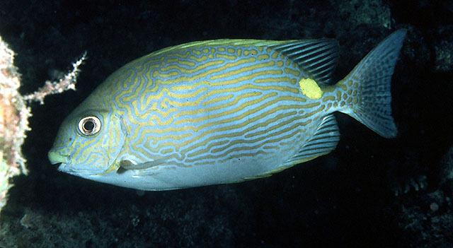 Siganus lineatus