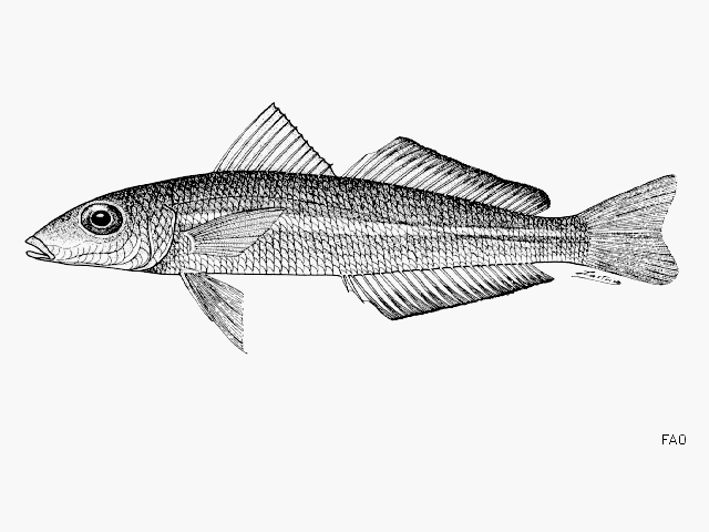 Sillaginops macrolepis