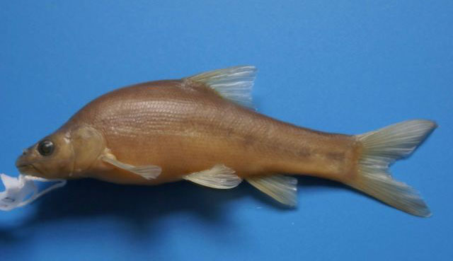 Sinocyclocheilus macrophthalmus
