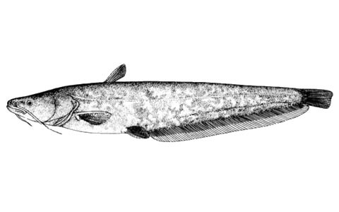 Silurus mento