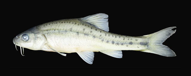 Sinocyclocheilus panzhouensis